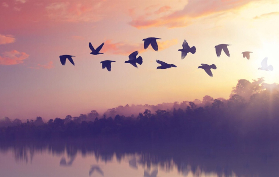 birds flying over water at sunrise